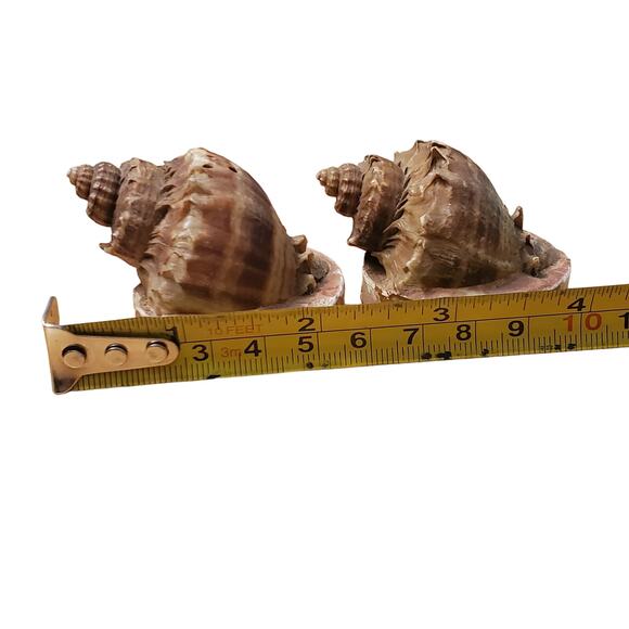 Seashell Salt and Pepper Shakers Vintage Souvenir of Corpus Christi TX - Picture 6 of 7